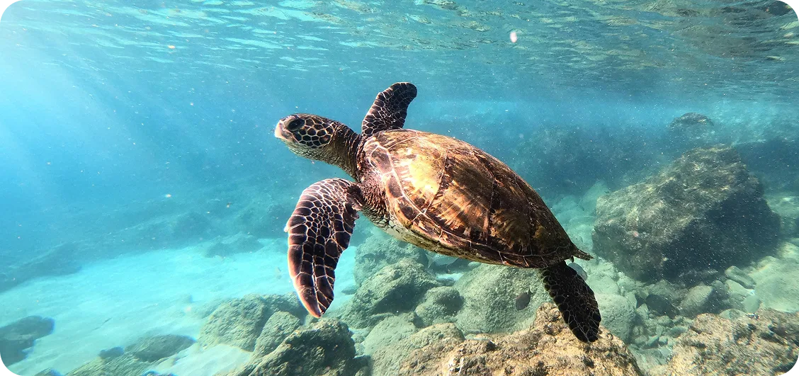 A sea turtle gliding over a shallow reef