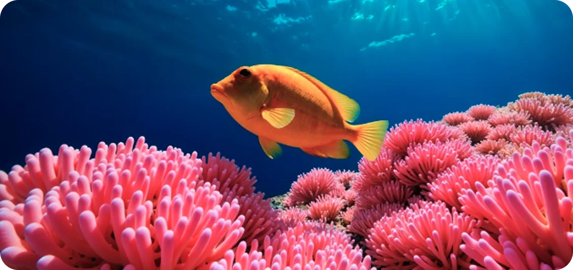 A fish swimming above a pink coral reef