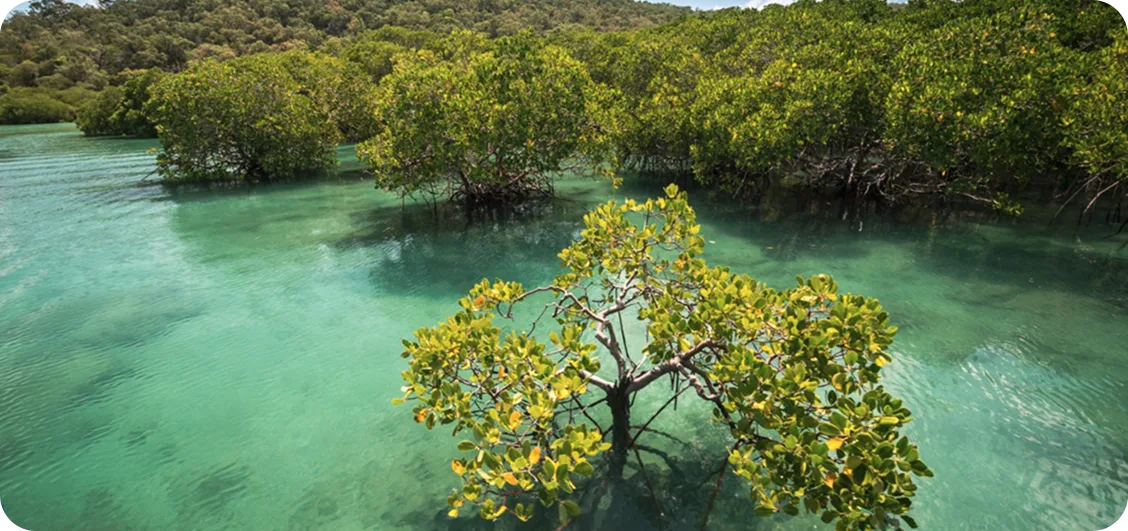 A young mangrove tree standing in clear turquoise shallows